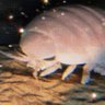Profilbild von Iso The Isopod ✨
