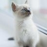 Viola Tarita profil fotoğrafı