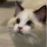 Profilbild von เจ้าชายน้องเม ♊️