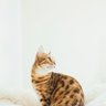 Yusra Keturah profil fotoğrafı