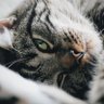 Nicolaus Kirsty profil fotoğrafı