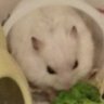 Profilbild von 白蜜