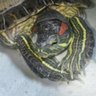 🐢素速い亀🐢 profil fotoğrafı