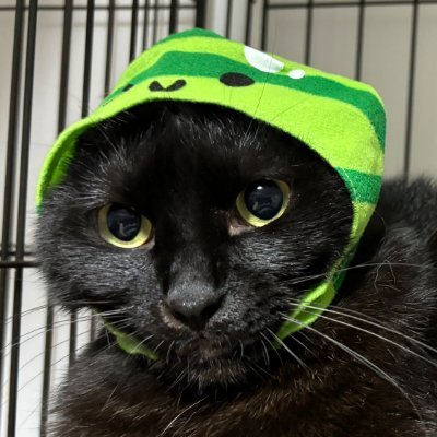 yoshi_nyankuma4's profile picture