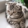 Kris Bitker profil fotoğrafı