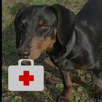 dr.jazavičar's profile picture