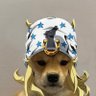 Doge's profile picture