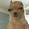 Gugu Gaga's profile picture