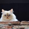 Kinesha Yoshio profil fotoğrafı
