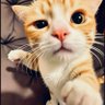 Profilbild von 劈叉小猫