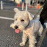 白シュナのミル profil fotoğrafı