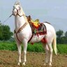 Islam Youcef 的头像