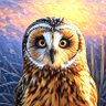 FVBirder 🇨🇦 的头像