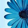هبة الشيخ profil fotoğrafı