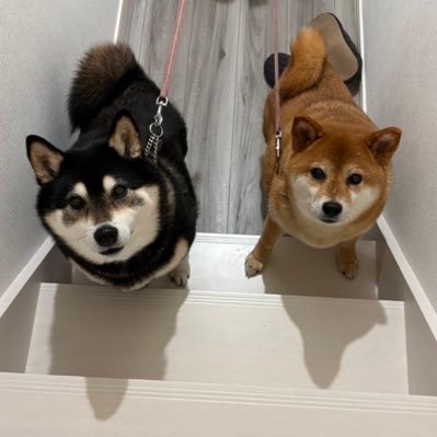 2匹と田舎で生活中〜's profile picture