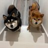 柴2匹と田舎で生活! 的头像