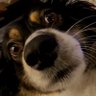 Profilbild von Grumpy Caribou