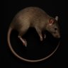 Ratón 的头像