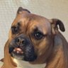 Profilbild von Rob dawg
