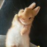 Profilbild von Bunny_the_Sweet