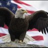 PatriotRevelations's profile picture