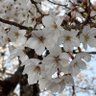 とく 的头像