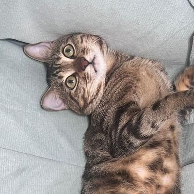 gamdouduck's profile picture