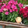 noppon_pon's profile picture