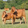 Endikir Osinyai Farm profil fotoğrafı