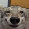 Profilbild von Vcless