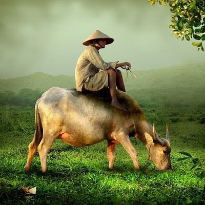Pitulungan's profile picture