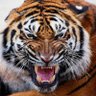 Profilbild von Vips_official36