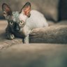 Craig Sullivan 的头像
