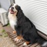 ぶーふーぶー's profile picture