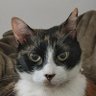 La Gata Sagrada 的头像