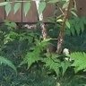 fairy cocoon 的头像