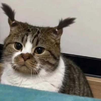 baby_ningpunch's profile picture