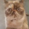 Gati's profile picture
