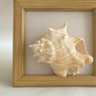 Фото профиля Framed Mollusk
