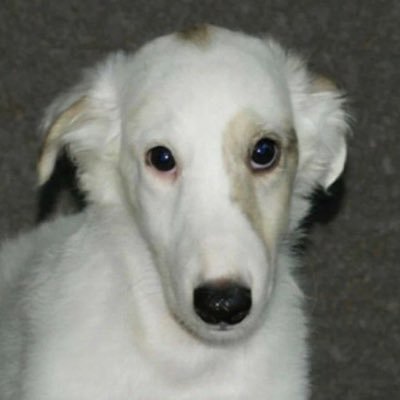 spero1ucem's profile picture