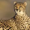 Фото профиля Cheetah