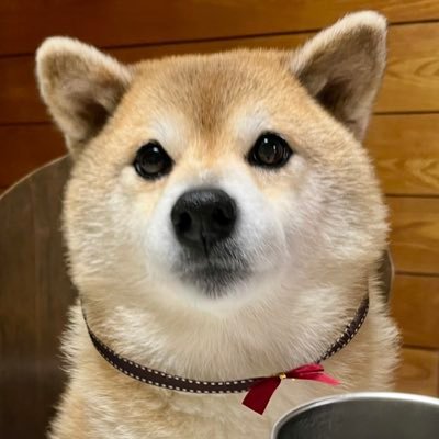 💖柴diary💝's profile picture