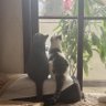 阳阳 profil fotoğrafı