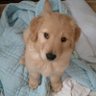 ゴンちゃん 的头像
