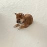 Фото профиля 柴犬のおっさん