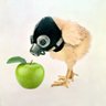 あめでお🍏's profile picture
