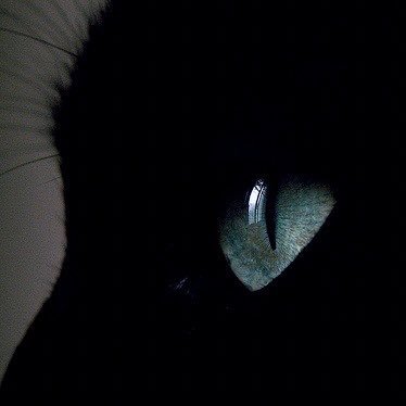 BRAT's profile picture
