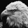 Rodrigo Olive's profile picture