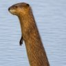 long muskrat profil fotoğrafı