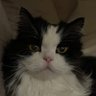 Фото профиля ShrekTheCat